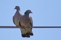 Pigeon Ramier-02